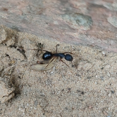 Camponotus