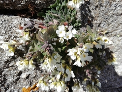 Arabis caucasica