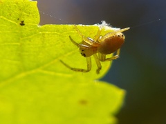 Araniella