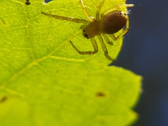 Araniella