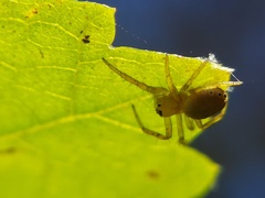 Araniella