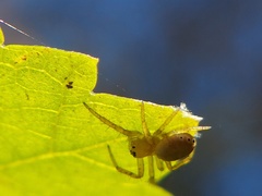 Araniella