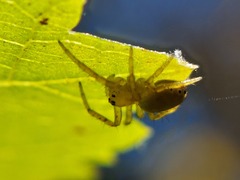 Araniella