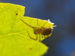 Araniella