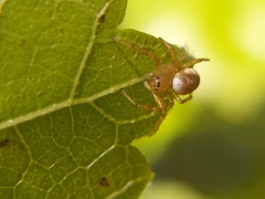 Araniella