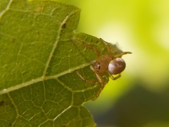 Araniella