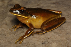 Boana albopunctata
