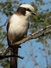 Eurocephalus anguitimens