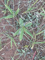 Tephrosia lupinifolia