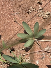 Tephrosia lupinifolia