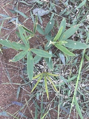 Tephrosia lupinifolia