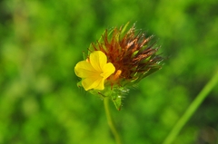 Waltheria operculata
