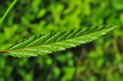 Waltheria operculata