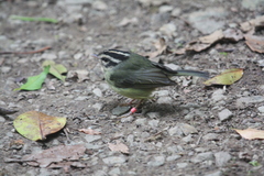 Basileuterus melanotis