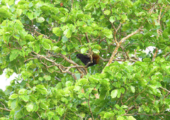 Chalcopsitta atra bernsteini