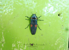 Strigoptera bimaculata