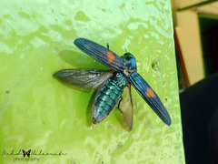 Strigoptera bimaculata