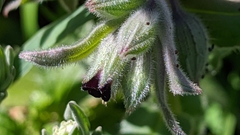 Nonea vesicaria