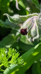 Nonea vesicaria