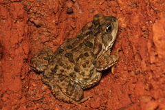 Rhinella rubescens