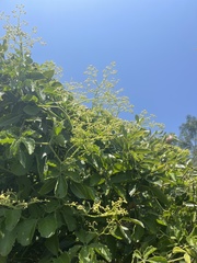 Cyphostemma puberulum