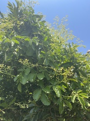 Cyphostemma puberulum