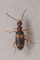 Anthicinae