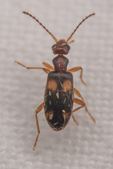 Anthicinae