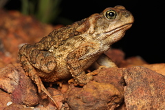 Rhinella rubescens