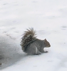 Sciurus carolinensis