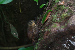 Premnoplex brunnescens