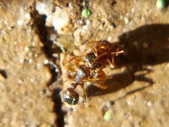 Tetramorium