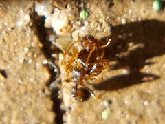 Tetramorium