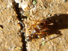 Tetramorium