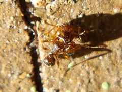 Tetramorium