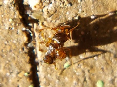 Tetramorium