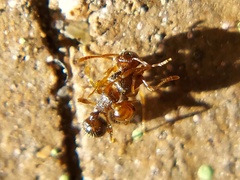 Tetramorium