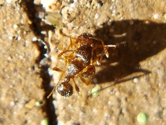 Tetramorium