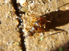Tetramorium
