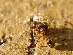 Tetramorium