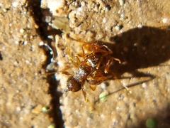 Tetramorium