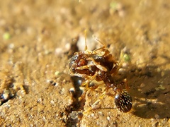 Tetramorium