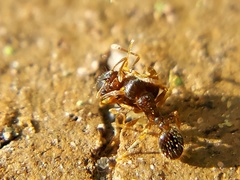 Tetramorium
