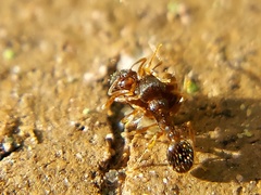 Tetramorium