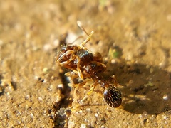 Tetramorium