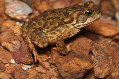 Rhinella rubescens