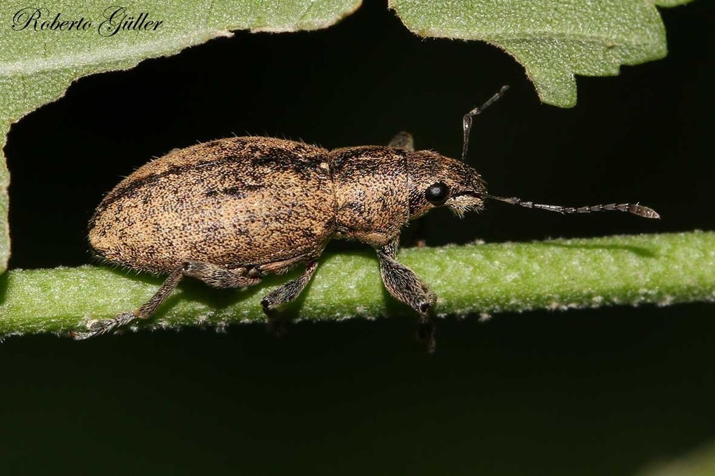 Naupactus versatilis