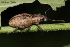 Naupactus versatilis
