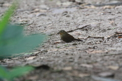 Premnoplex brunnescens