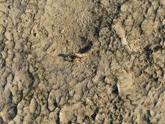 Upogebia